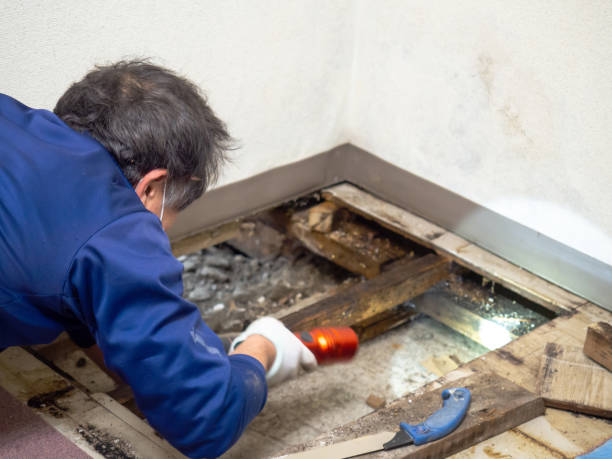 Best Residential Mold Remediation in Barboursville, WV