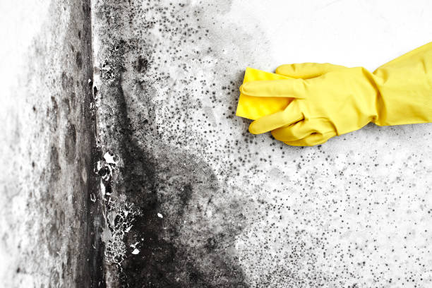 Best Mold Remediation for Specific Building Types in Barboursville, WV
