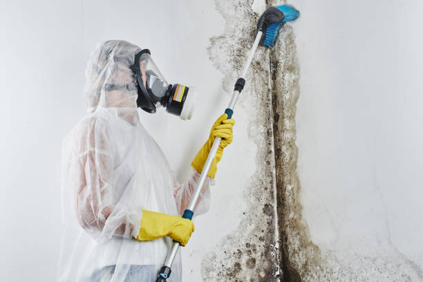 Best Insurance-Related Mold Remediation in Barboursville, WV