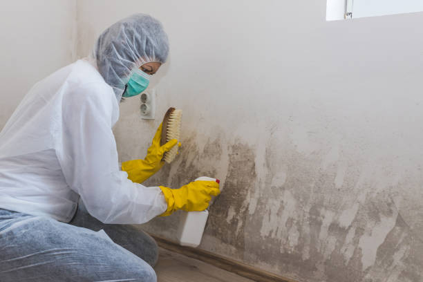 Best Attic Mold Remediation in Barboursville, WV