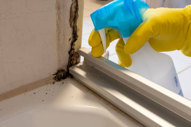 Best Post-Flood Mold Remediation in Barboursville, WV