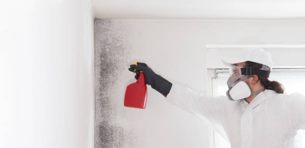 Best White Mold Remediation in Barboursville, WV