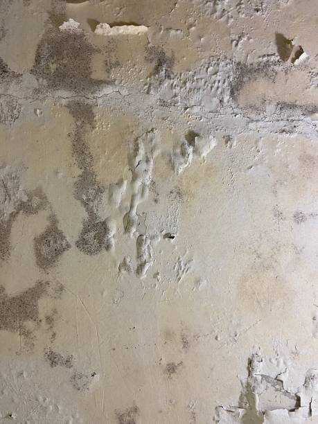 Professional Mold Remediation in Barboursville, WV