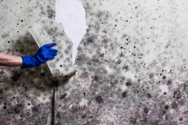 Best Kitchen Mold Remediation in Barboursville, WV